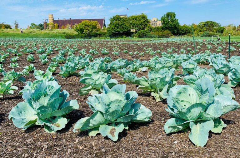 Lahana Gübreleme Programı