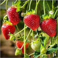 Monterey Çilek Fidesi