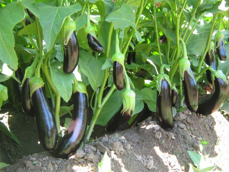 Erkenci Patlıcan Çeşitleri