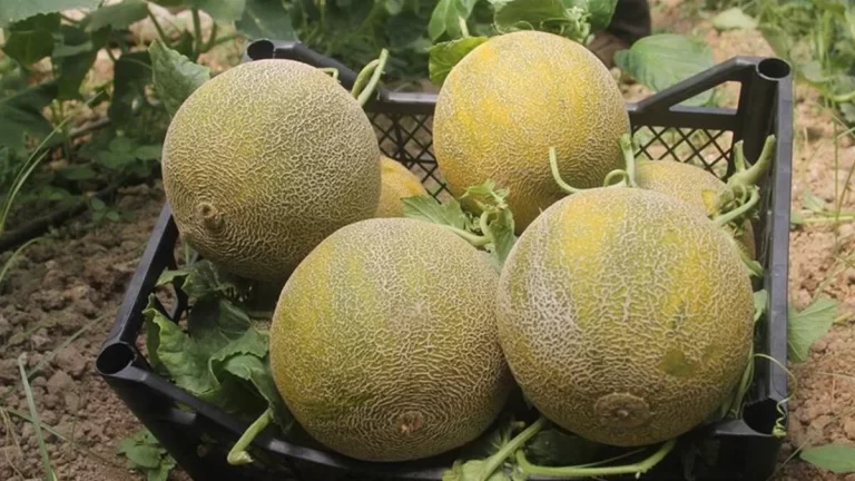 Kavunun Hasadı Nasıl Olur