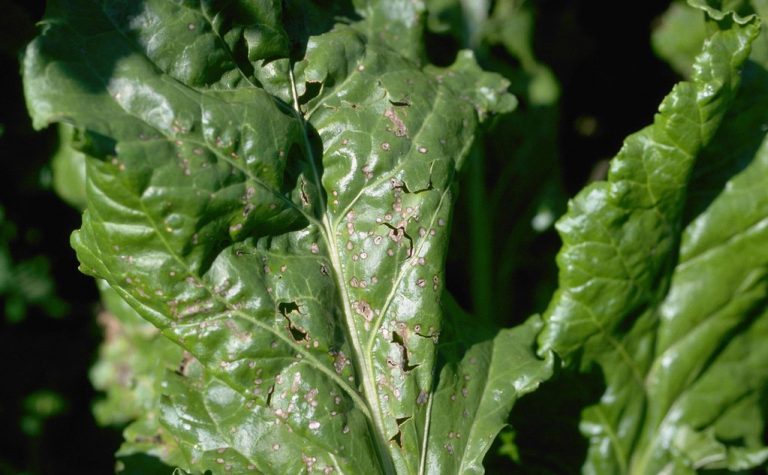 Pancarda Hastalıklarla Mücadele Nasıl Yapılır?