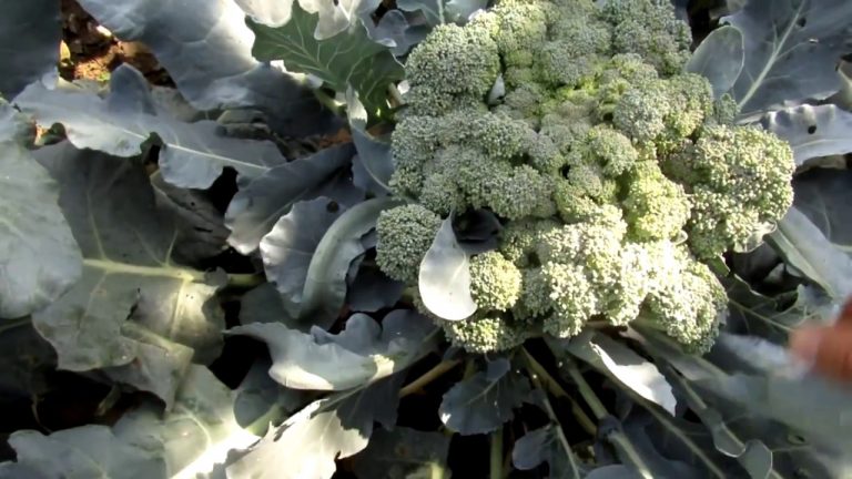 Hibrit Brokoli Tohumu Çeşitleri