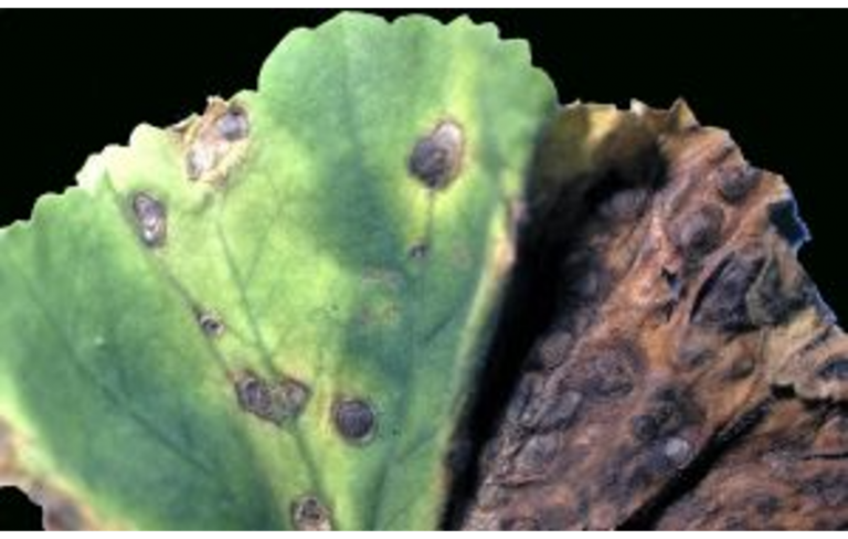 Karnabaharda Hastalıklarla Mücadele Nasıl Yapılır?