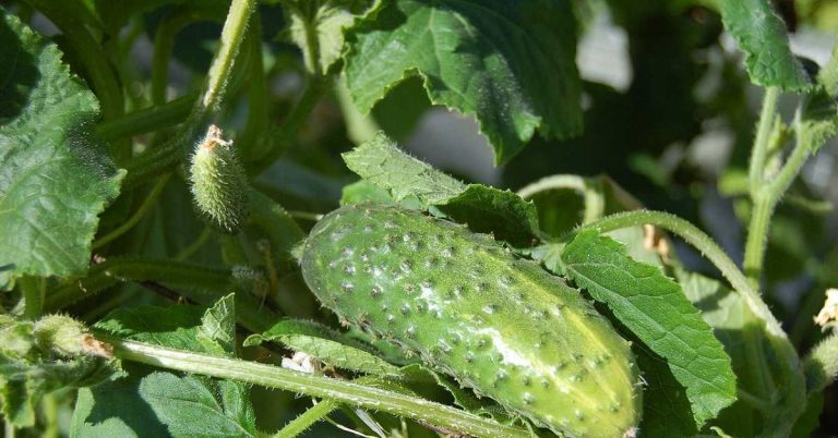 Kornişon Salatalık Yetiştiriciliği