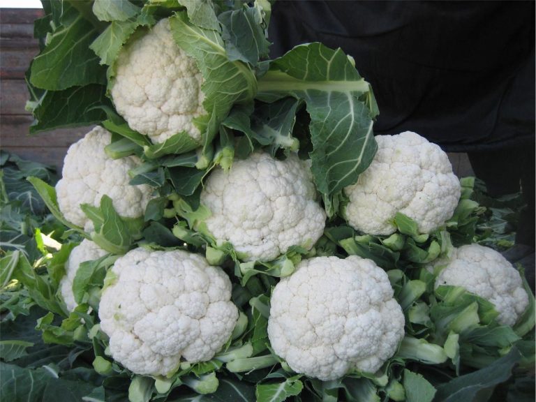 Hibrit Karnabahar Tohumu Çeşitleri