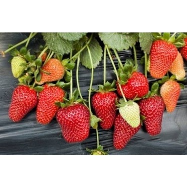 Camarosa Çilek Fidesi