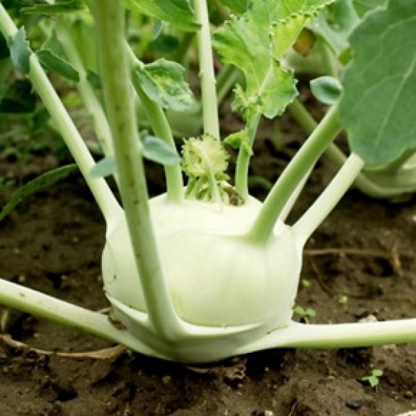 Alabaş Tohum Yetiştiriciliği