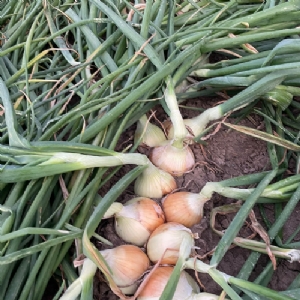 Kısa Gün Soğan Yetiştiriciliği