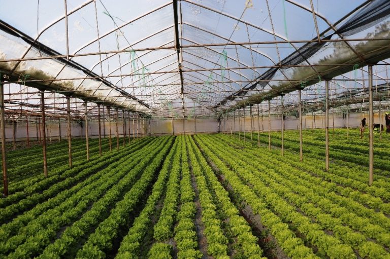 Serada Marul Yetiştiriciliği