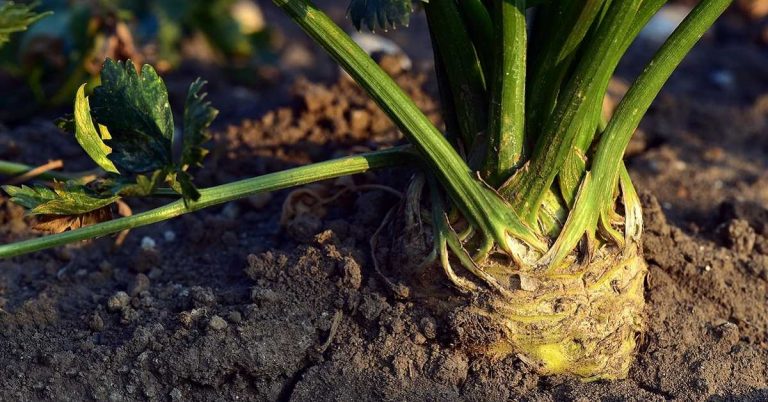 Kerevizde Hastalıklarla Mücadele Nasıl Yapılır?