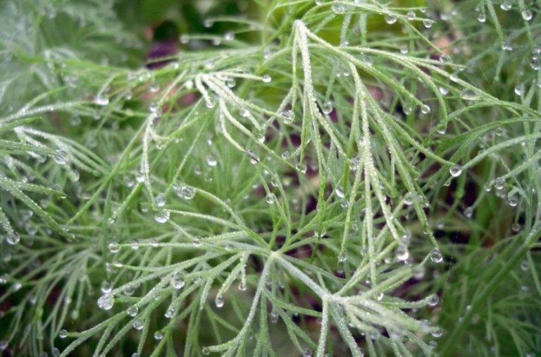 Dereotunda Külleme İle Mücadele