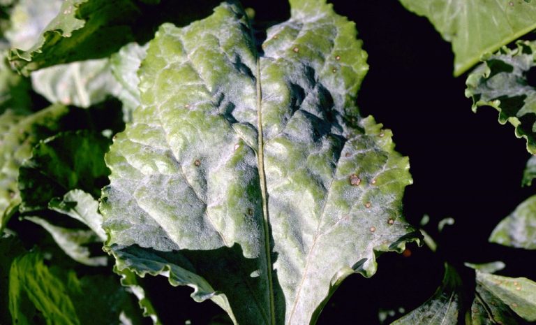 Pancarda Külleme ile Mücadele