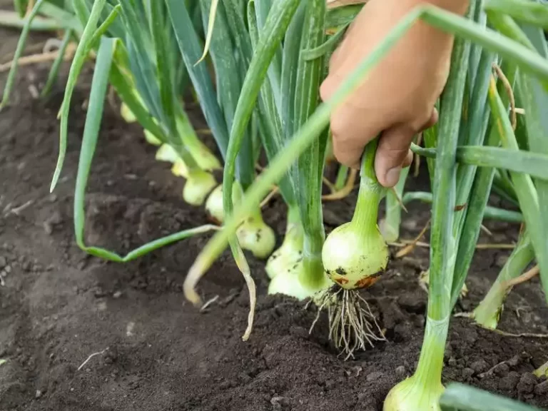 Yeşil Soğanda Hasat