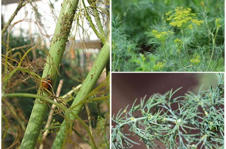 Dereotunda Yaprak Biti İle Mücadele