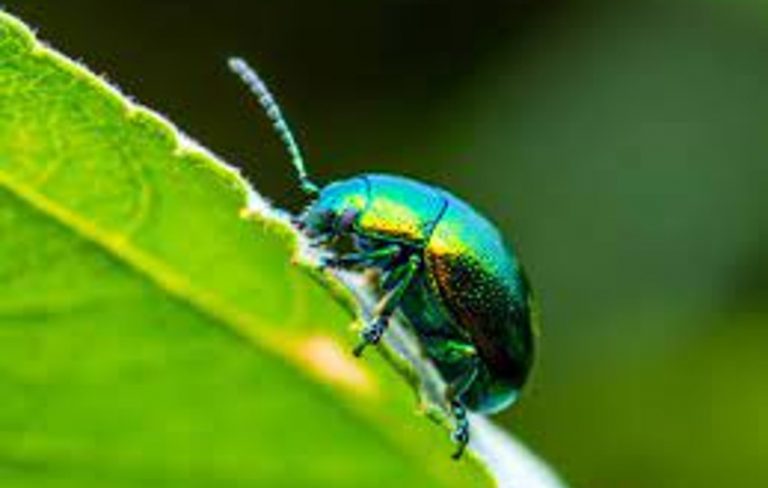 Nane Yaprağı Böceği İle Mücadele