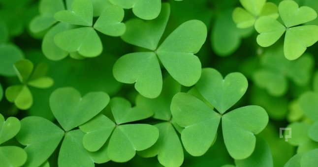 Yonca Ekimi Ne Zaman Yapılmaktadır