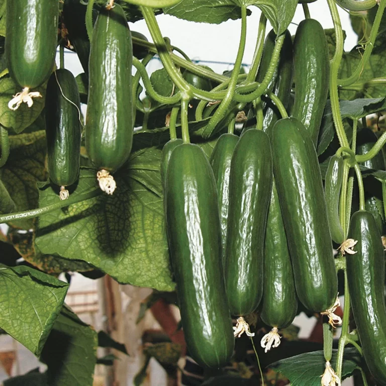 Salatalık Fidesi Dikimi Nasıl Yapılmalıdır