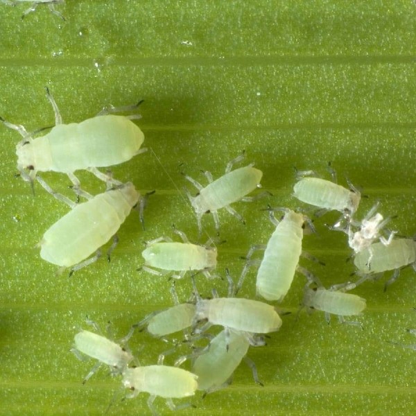 Anasonda Yaprak Bitiyle Mücadele