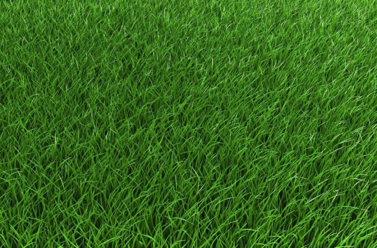 Çim Tohumunda Yabancı Otla Mücadele