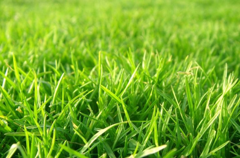 Çim Tohumu Gübreleme