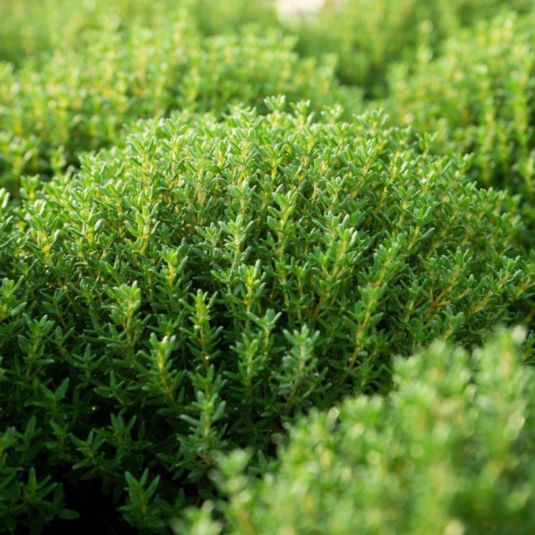 Kekik Yetiştiriciliği Nasıl Yapılır?