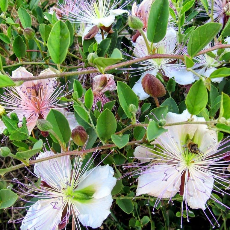 Kaparide Gübreleme Nasıl Yapılmaktadır