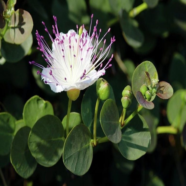 Kapari Yetiştiriciliği