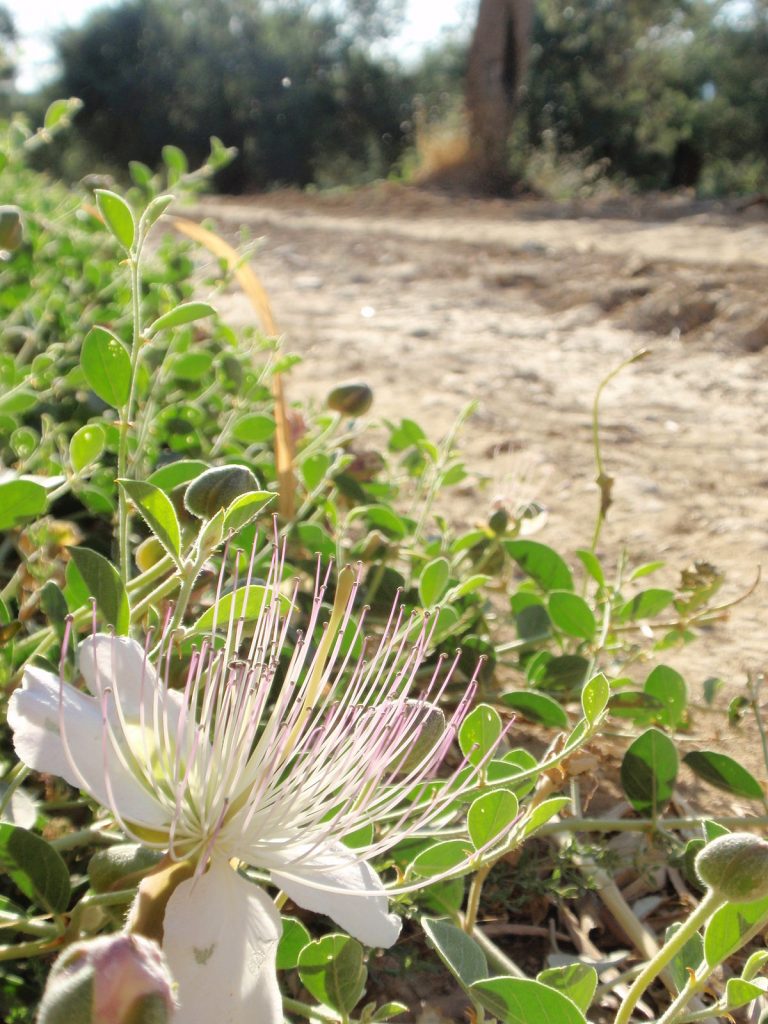 Kaparide Verim Arttırmak