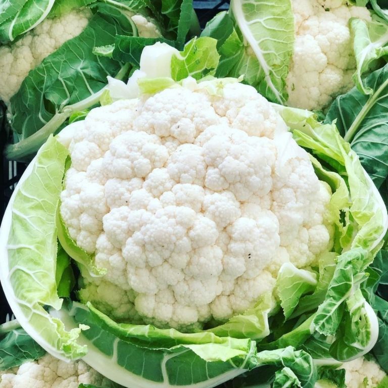 Karnabahar Fidesi Dikimi Nasıl Yapılmalıdır