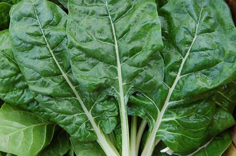 Pazıda Kurşuni Küfle  Mücadele