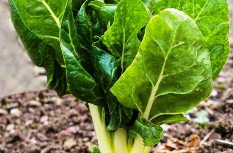 Pazı Yetiştiriciliği Nasıl Yapılır