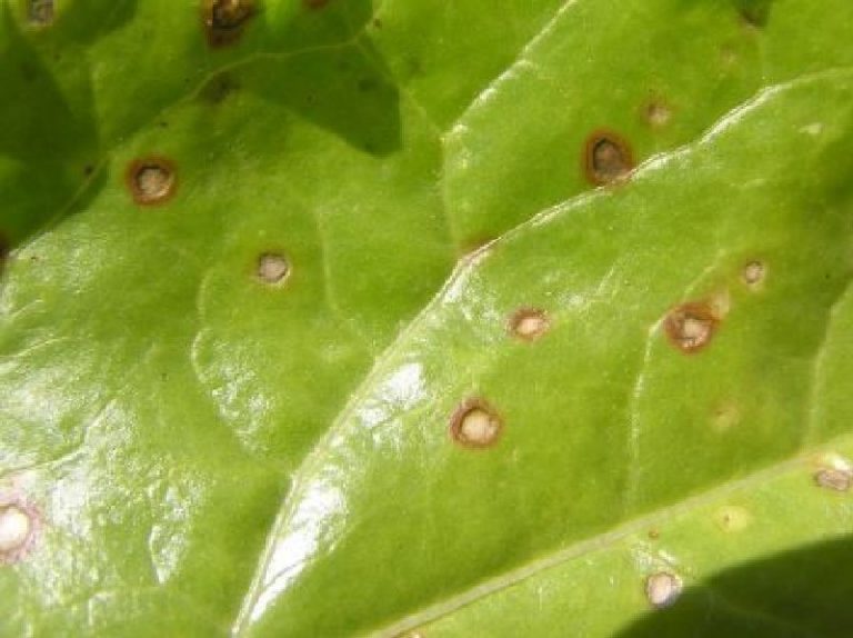 Pazıda Leke Hastalığıyla Mücadele