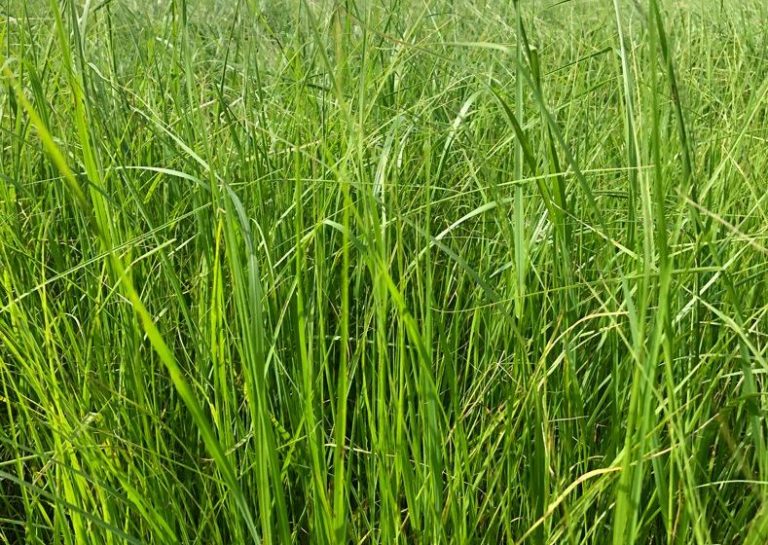 Teff Grass Hasadı