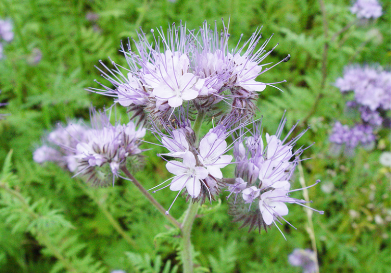 Arı Otu Tohumu Yetiştiriciliği