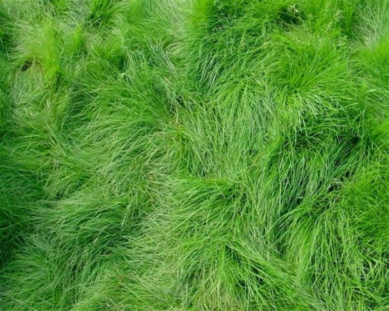 Festuca Rubra Comutata Bakımı