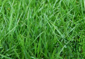 İngiliz Çim Tohumu Yetiştiriciliği