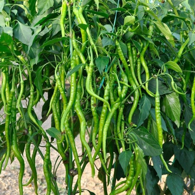 Kıl Biber Yetiştiriciliği