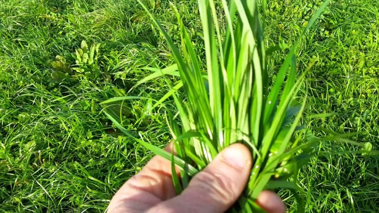 Ryegrass Sulama Nasıl Yapılmaktadır