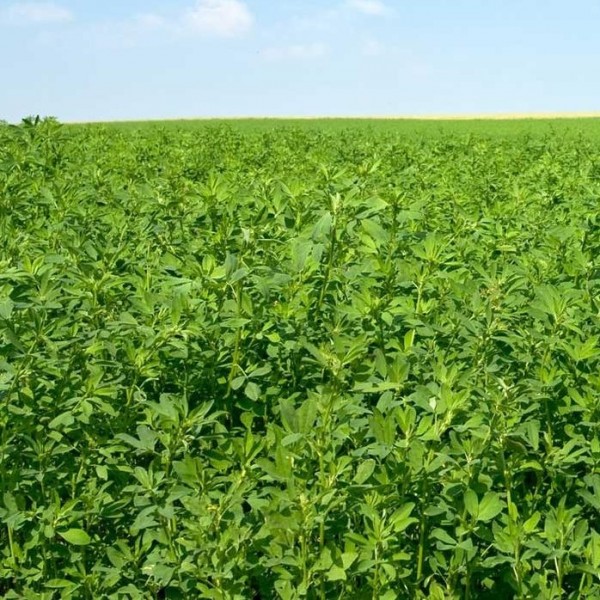 Sunter Yonca Özellikleri