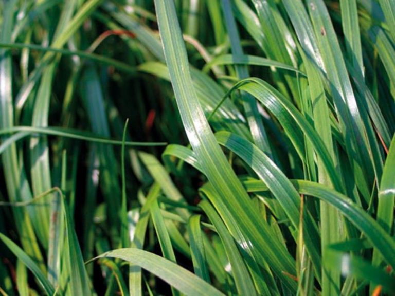 Süt Otu Gübreleme Nasıl Yapılmaktadır