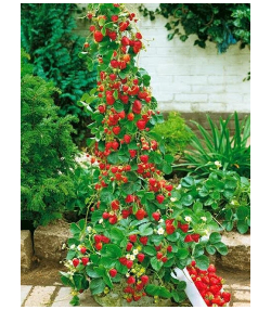 Sabrina Çilek Çeşidi Özellikleri