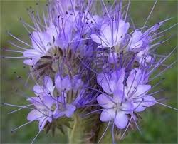 Arı Otu Ekiminde Dikkat Edilmesi Gerekenler