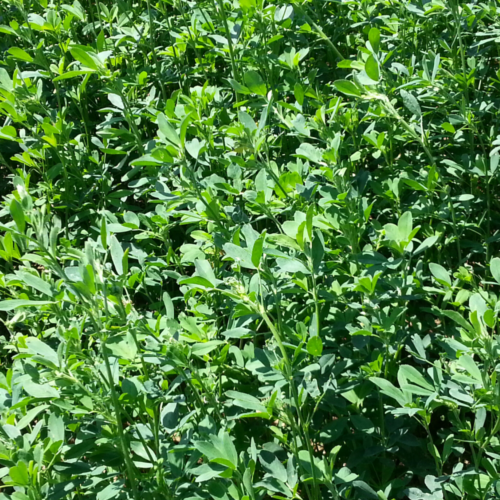 Yonca Tohumu Çeşitleri ve Özellikleri