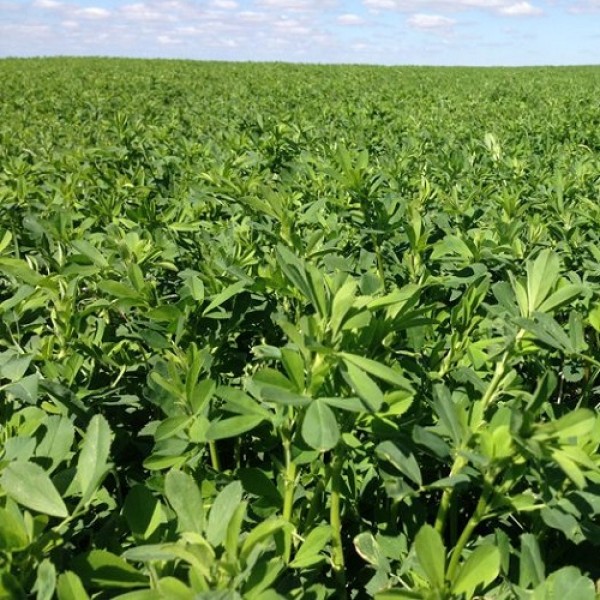 Kayseri Kaval Yonca Tohumu Yetiştiriciliği