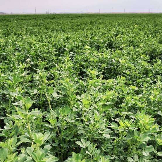 Sementi Yonca Tohumu Yetiştiriciliği