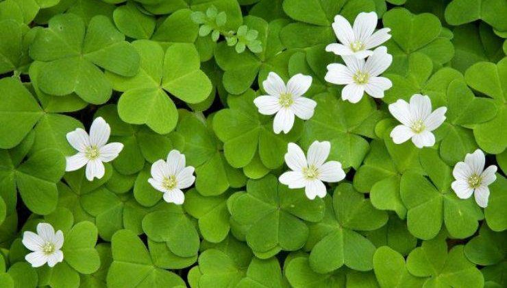 Yonca Tohumu Yetiştiriciliği