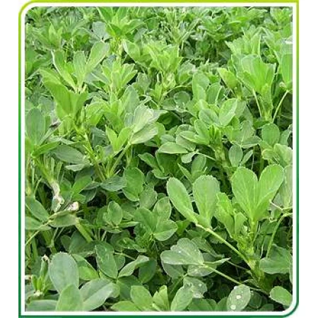 Yoncada Verim Arttırma Yöntemleri