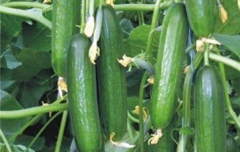 Silor Salatalık Verimi Arttırma