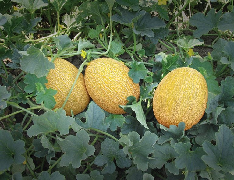 Galia Kavun Tohumu Özellikleri