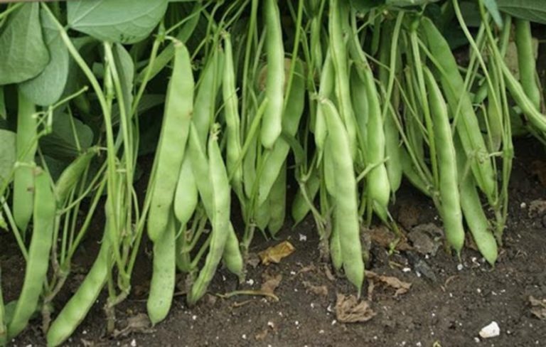 Boncuk Ayşe Fasulye Yetiştiriciliği